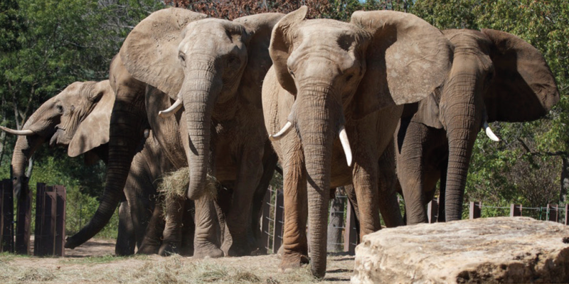 Elephants at the Kansas City Zoo