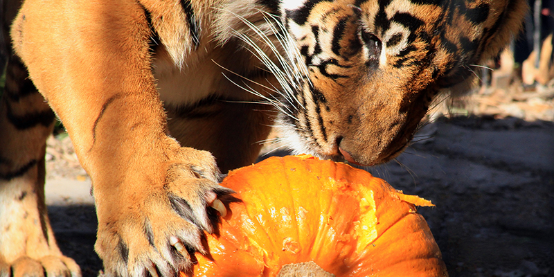 Kansas City Zoo | Great Pumpkin Smash