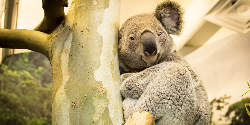 Koala at the Kansas City Zoo